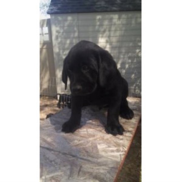 Labrador Retriever puppy for sale + 45608