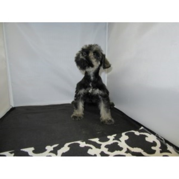 Miniature Schnauzer puppy for sale + 44350