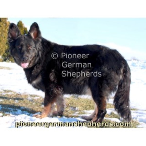 German Shepherd Dog puppy for sale + 44808