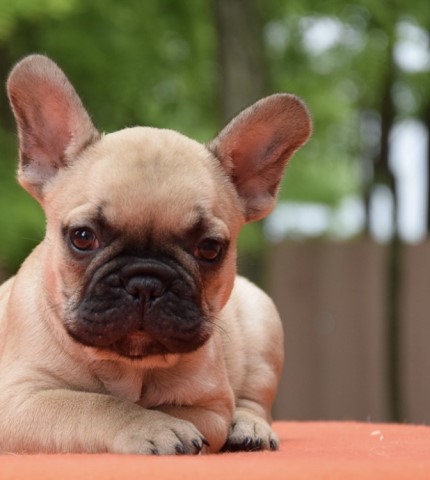 French Bulldog puppy for sale + 59374