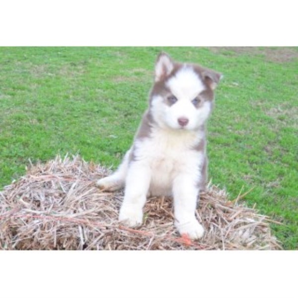 free husky puppies in ga siberian husky puppies for saleadoption in mcdonough id breeds picture free husky puppies in ga siberian husky puppies for saleadoption in mcdonough id breeds picture