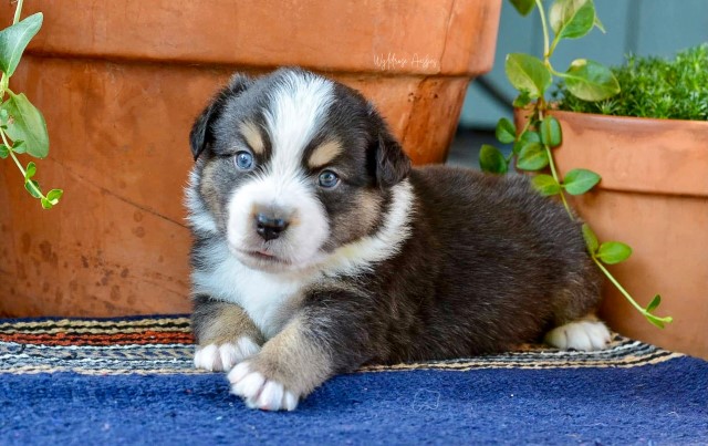 Australian Shepherd Dog puppy for sale + 63580