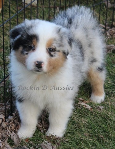 Australian Shepherd Dog puppy for sale + 41454
