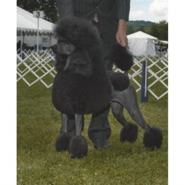 AKC Standard Poodle Puppies - Ready Now