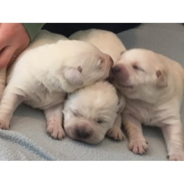 AKC English Labrador Retriever  Puppies "white"