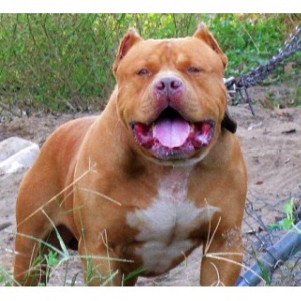 Xl American Bully Pups Available