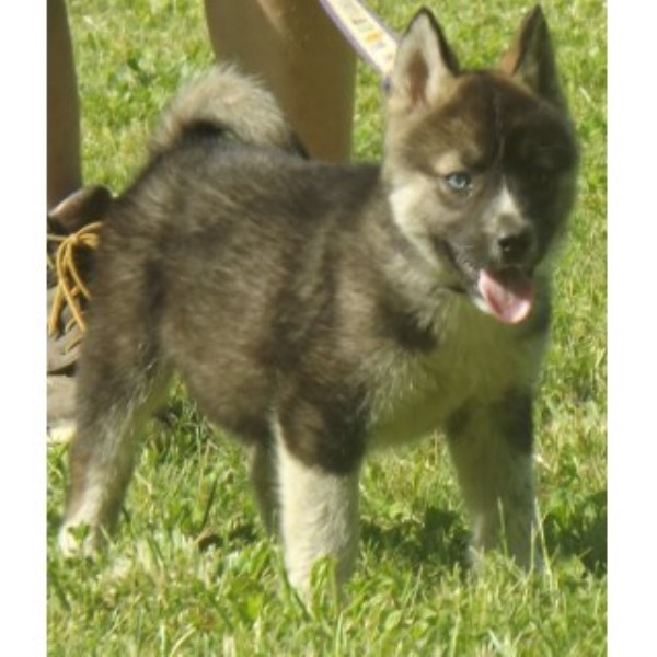 Akita puppy for sale + 45938