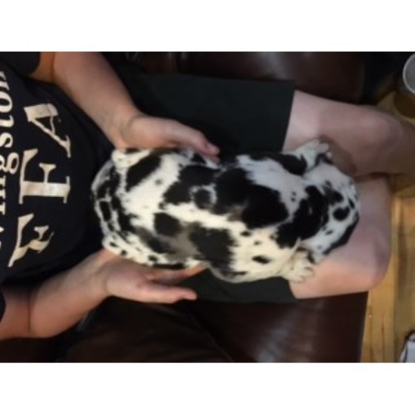Great Dane puppy for sale + 45227