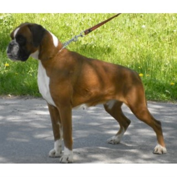 Boxer puppy for sale + 45786