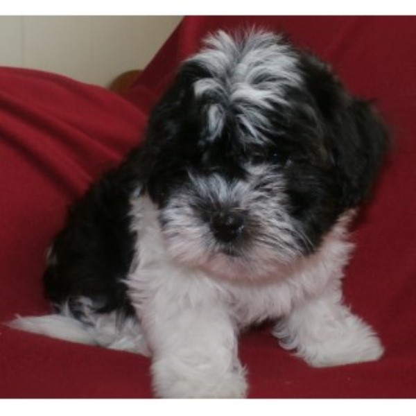 Shih Tzu puppy for sale + 46765
