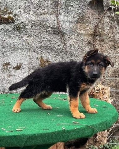 German Shepherd Dog puppy for sale + 65832
