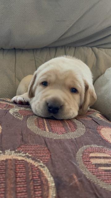 Labrador Retriever puppy for sale + 62572