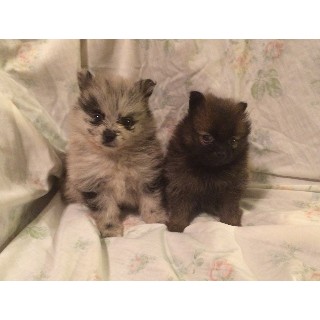pomeranian ohio puppies for sale dogs for adoption businesses freedoglistings pomeranian ohio puppies for sale dogs for adoption businesses freedoglistings