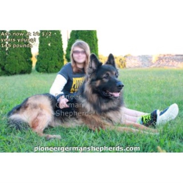 Large German Shepherds Bred As Exquisite Family Companions