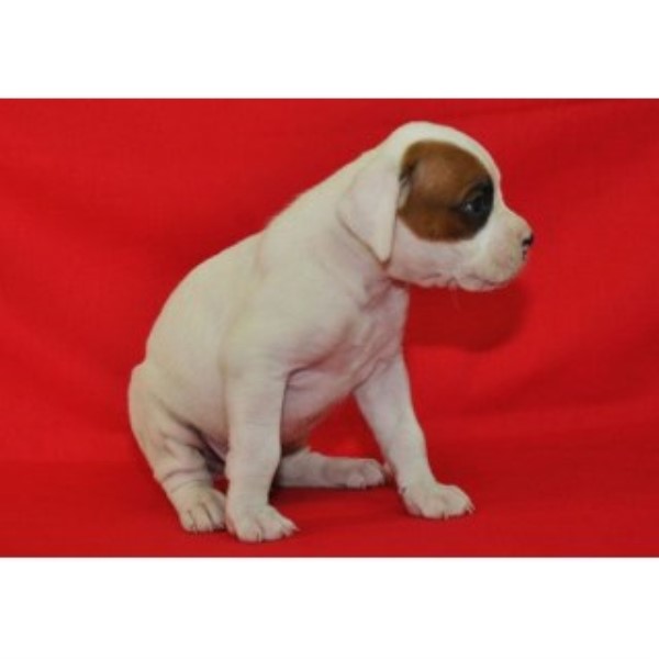 Boxer puppy for sale + 45768