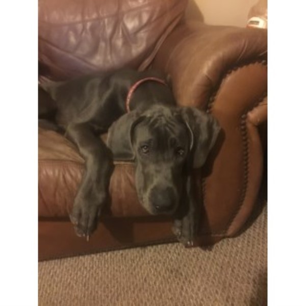 Great Dane puppy for sale + 44157
