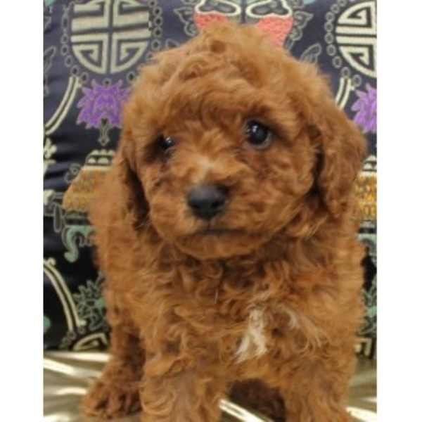 Maltese puppy for sale + 44210