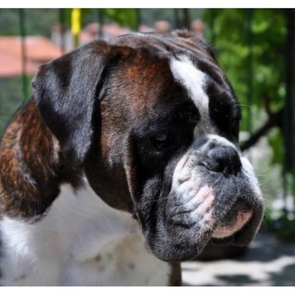 Ch. Sired 100% European Boxer Puppies