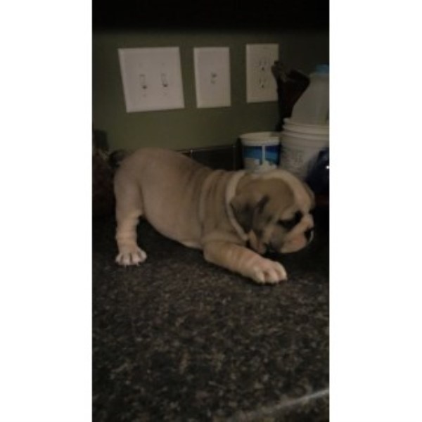 English Bulldog puppy for sale + 46199