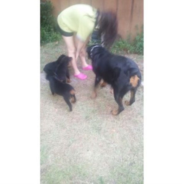 Rottweiler puppy for sale + 44170