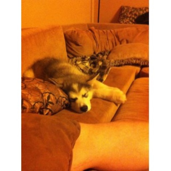 Alaskan Malamute puppy for sale + 45996