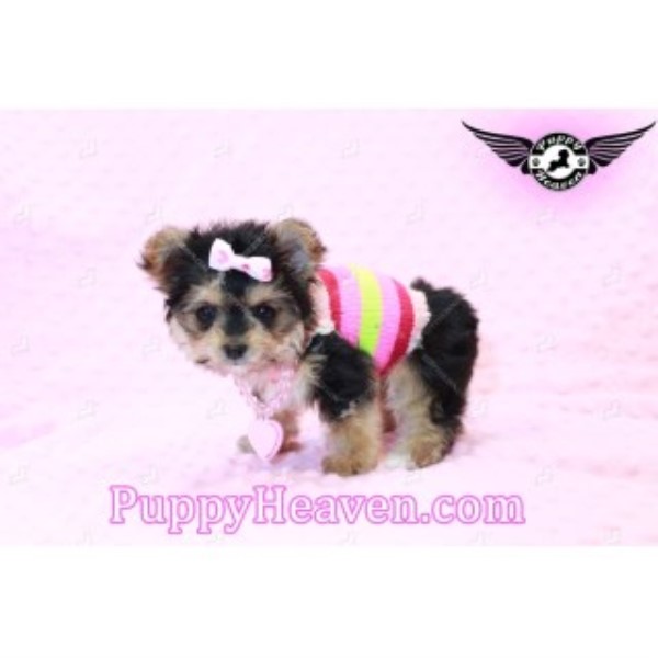 Morkie puppy for sale + 45334