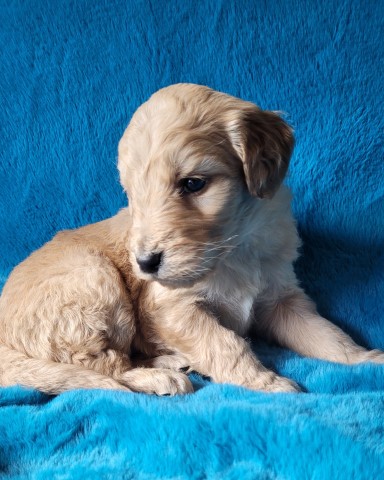 Goldendoodle puppy for sale + 65782
