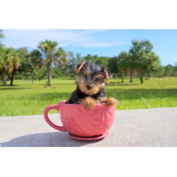 Yorkshire Terrier puppy for sale + 46506
