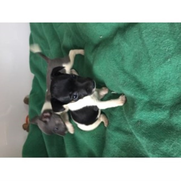 rat terrier puppies for sale in michigan rat terrier breeders in washington freedoglistings rat terrier puppies for sale in michigan rat terrier breeders in washington freedoglistings