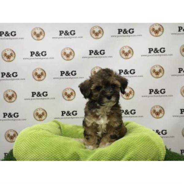 Shihpoo - Snickers - Male