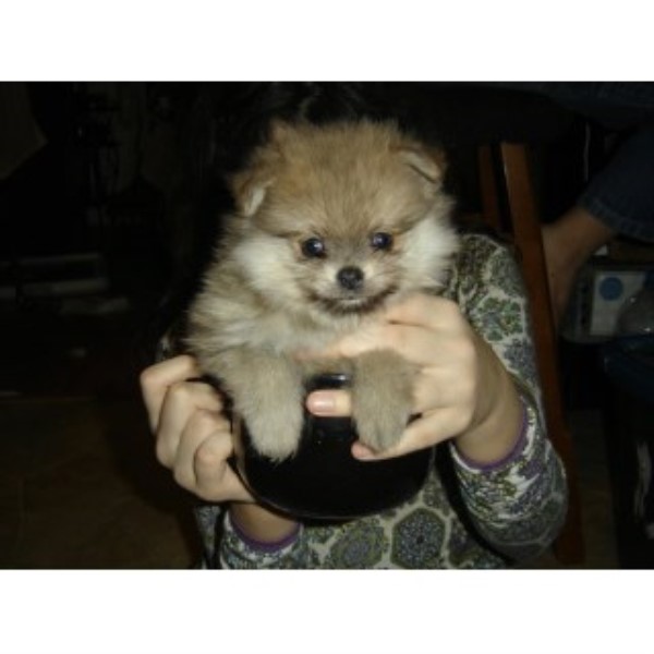Adorable Tiny Pomeranian Puppies For Sale