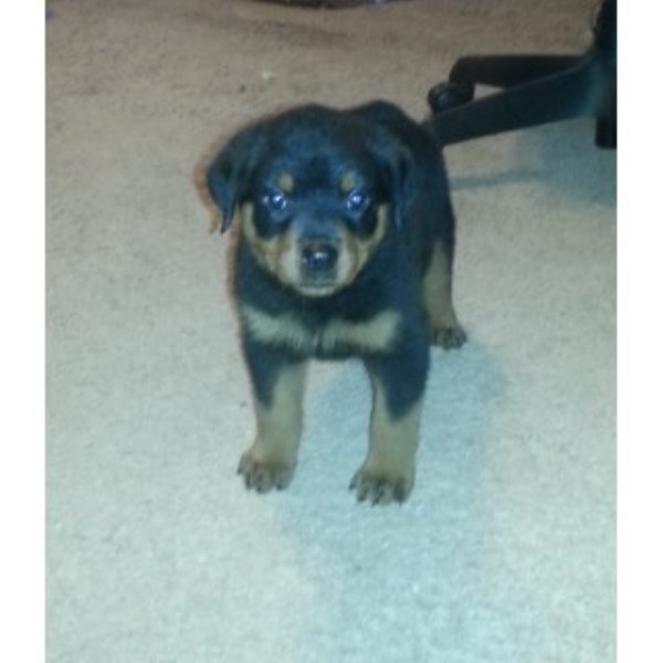 Rottweiler Puppies For Sale - $450