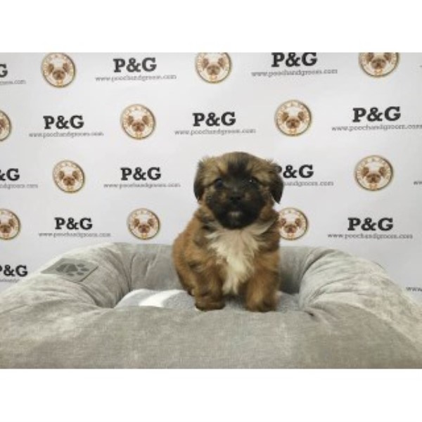 Pomeranian puppy for sale + 46274
