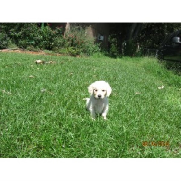 Golden Retriever puppy for sale + 46863