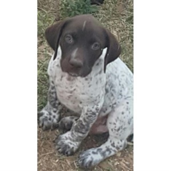 German Shorthaired Pointer puppy for sale + 46705