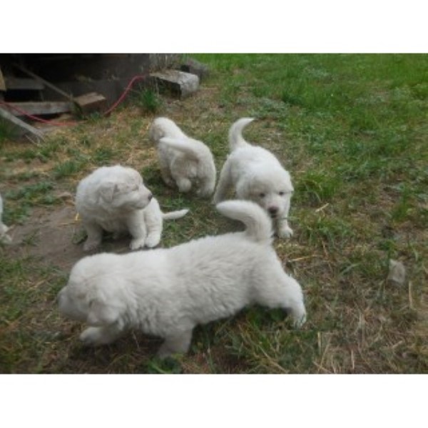 Great Pyrenees puppy for sale + 46364