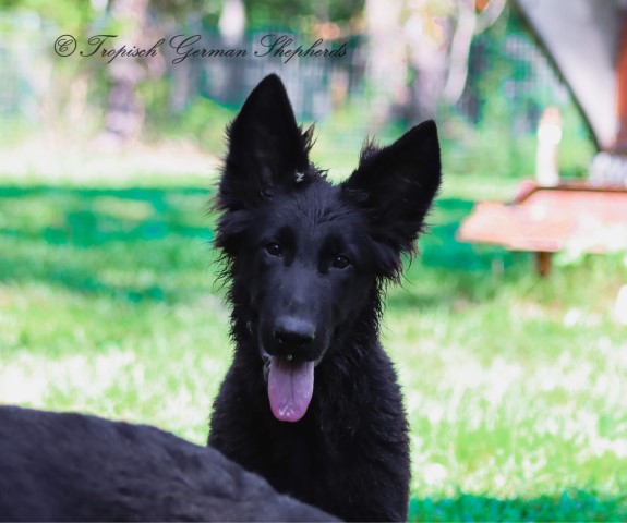German Shepherd Dog puppy for sale + 63871