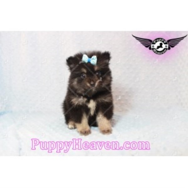 Perfect Teacup Pomeranian Puppies For Sale!!