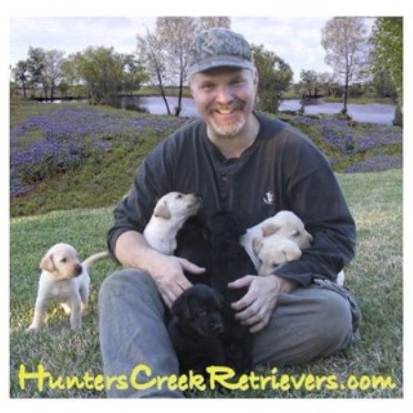 Labrador Retriever puppy for sale + 38740
