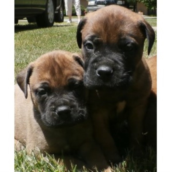 AKC Bullmastiff Puppies Male $950