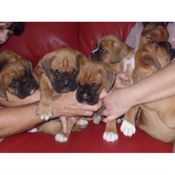 Boxer Puppies AKC Pure Breed