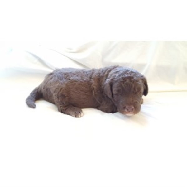 Poodle Standard puppy for sale + 46007