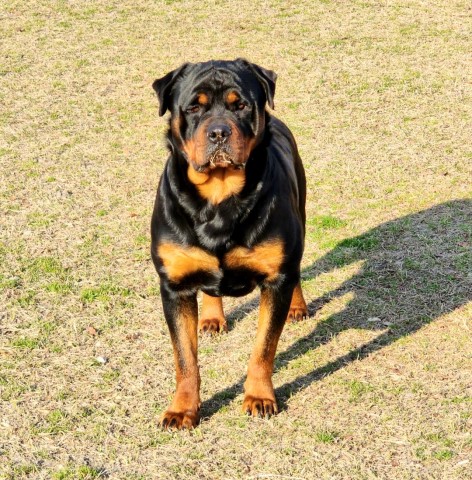 Rottweiler puppy for sale + 65348