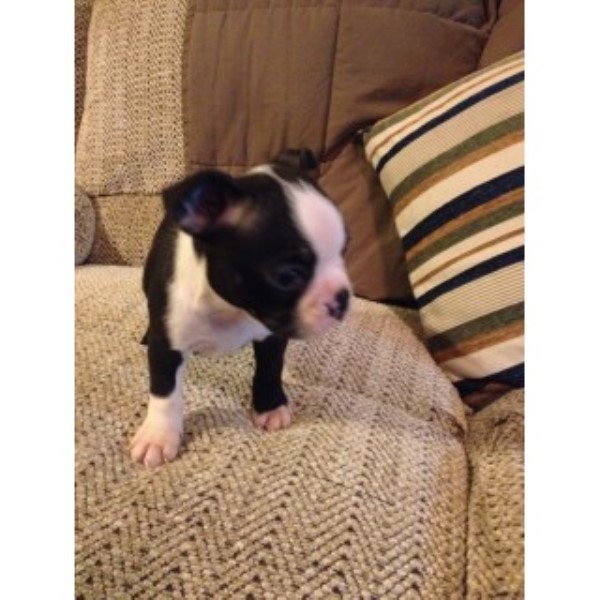 CKC Male Boston Terrier Puppy