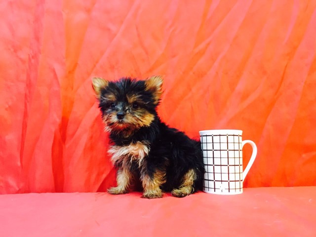Yorkshire Terrier puppy for sale + 47155