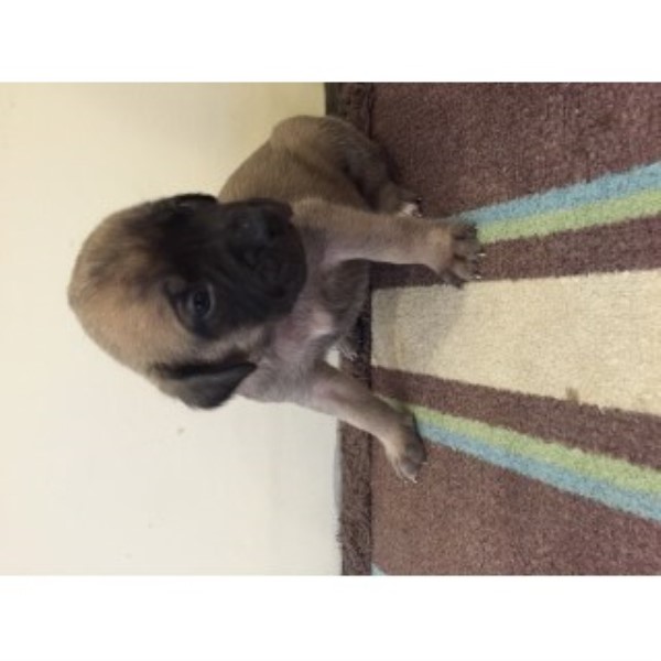 Mastiff puppy for sale + 44470