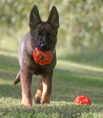 German Shepherd Dog puppy for sale + 45485
