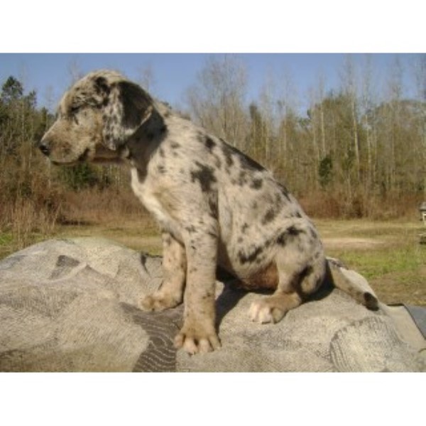 pug puppies for sale in charleston sc louisiana catahoula leopard breeders in south carolina freedoglistings pug puppies for sale in charleston sc louisiana catahoula leopard breeders in south carolina freedoglistings