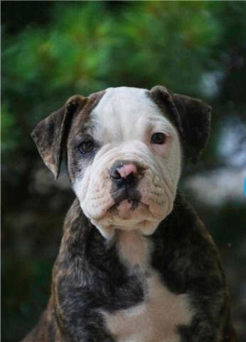 Alapaha Blue Blood Bulldog puppy for sale + 65062