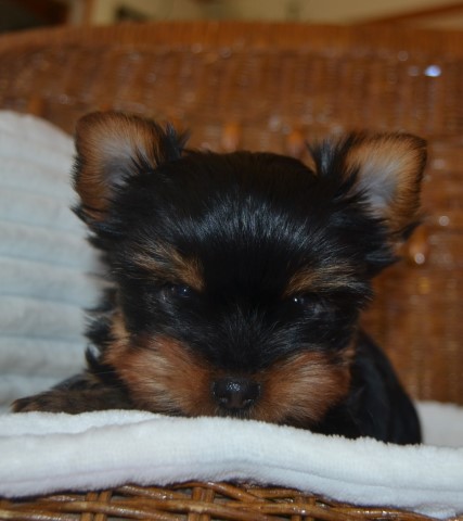 Yorkshire Terrier puppy for sale + 65532